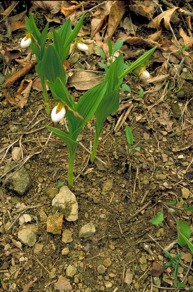 Greenery orchid person