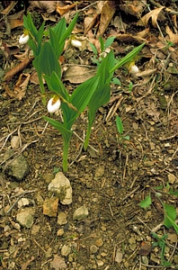 Greenery orchid person photo