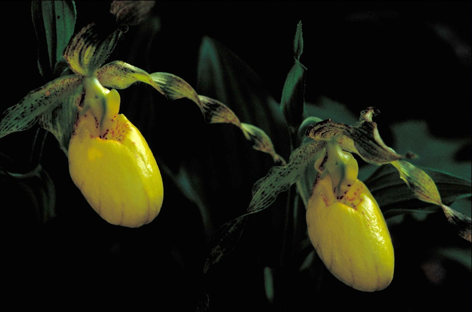 Blossoming macro orchid