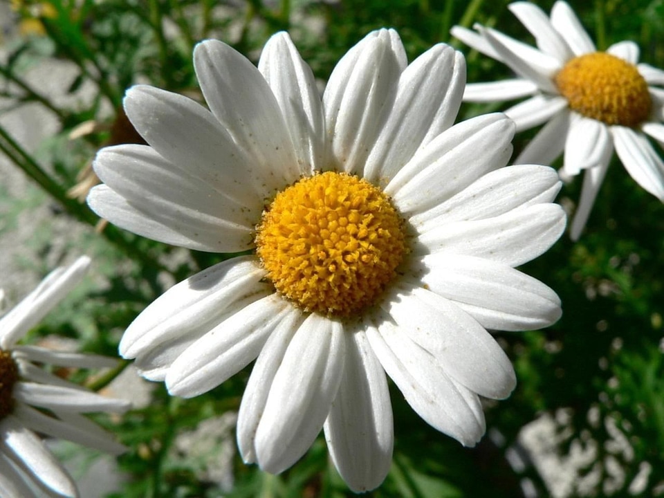 Dill margarita white