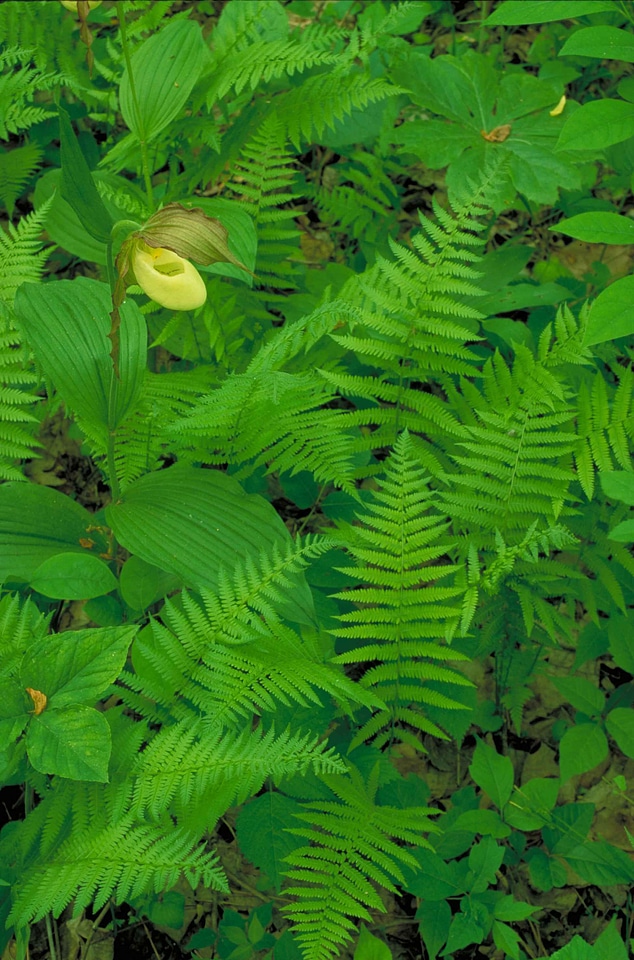 Greenery light orchid