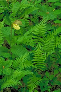 Greenery light orchid photo