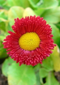 Close close-up daisy photo