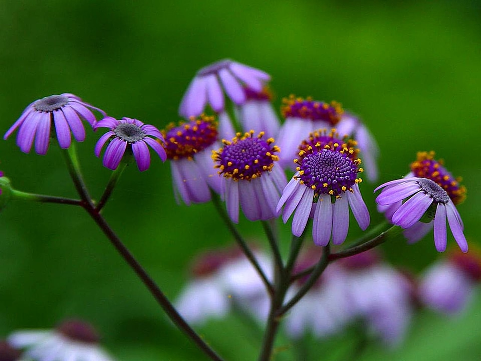 Blossoming close-up daisy