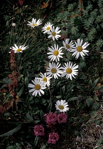Arctic auditorium daisy