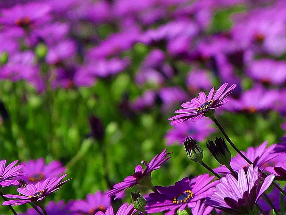 Daisy lilac purplish