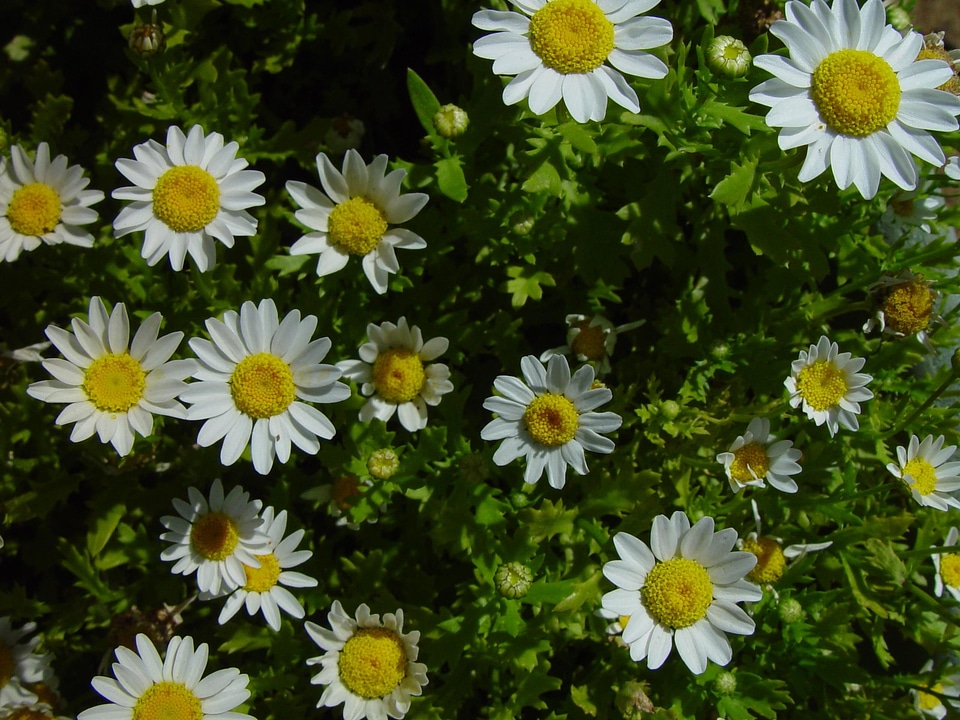 Greenery  