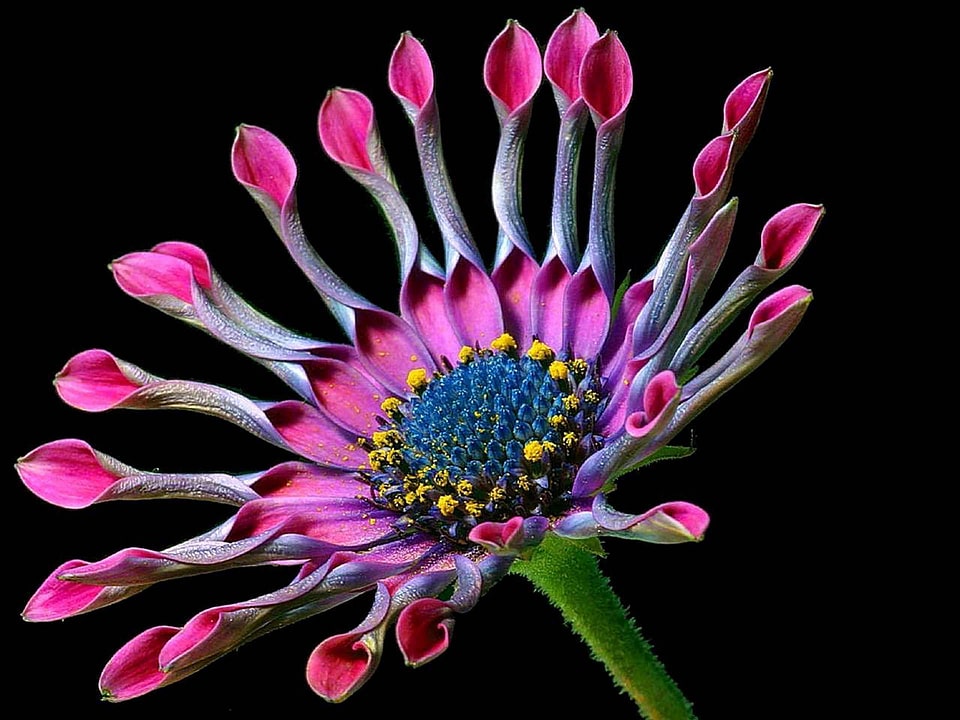 Beautiful Photo daisy flowers