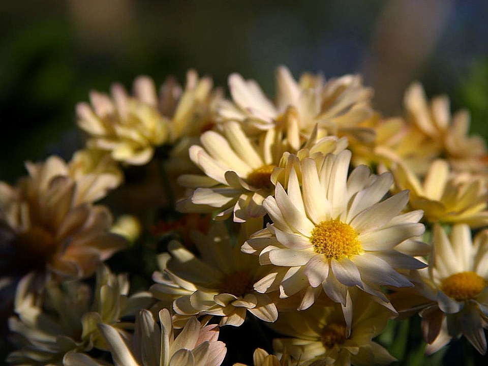 Daisy flora flowers