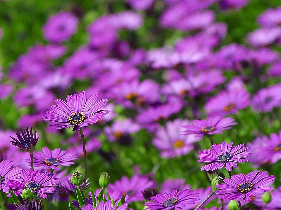 Daisy flowers lilac photo