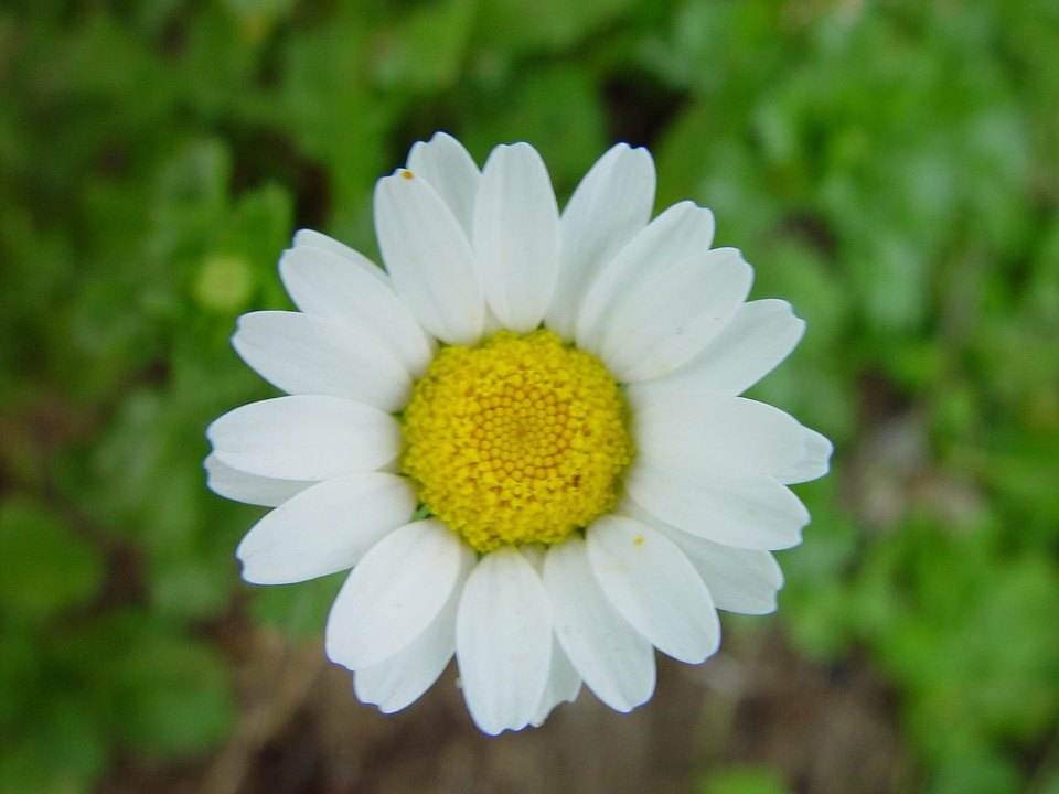 Background blossom daisy