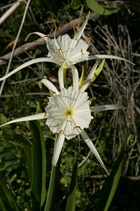 Lily spider photo