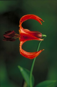 Blossoming orange plant