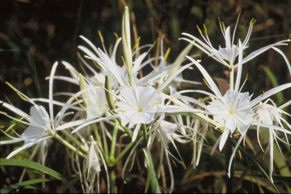 Crops flowers spider