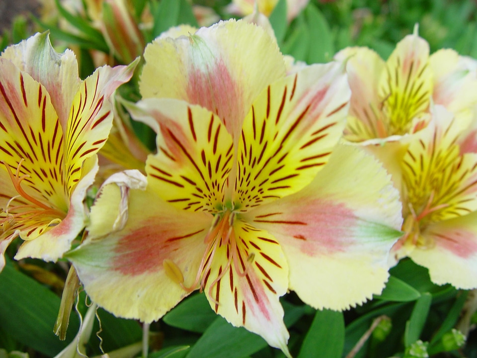 Hemerocallis Lilioasphodelus lily pink