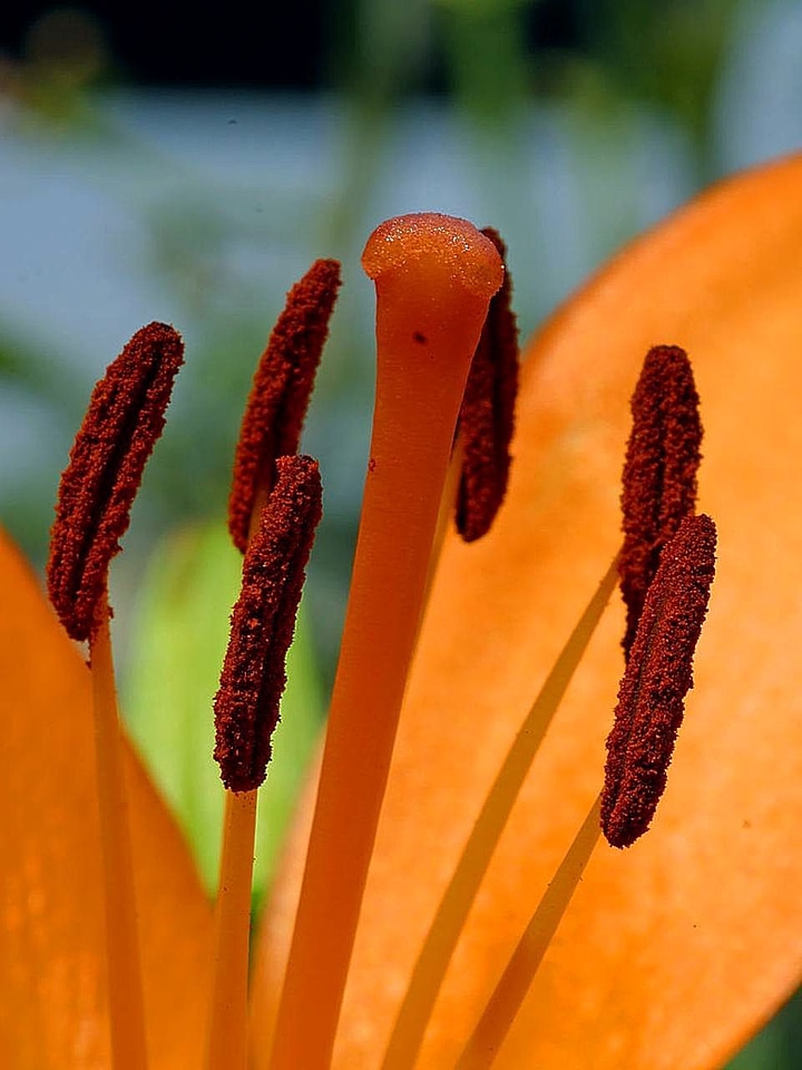 Blossom close-up lily