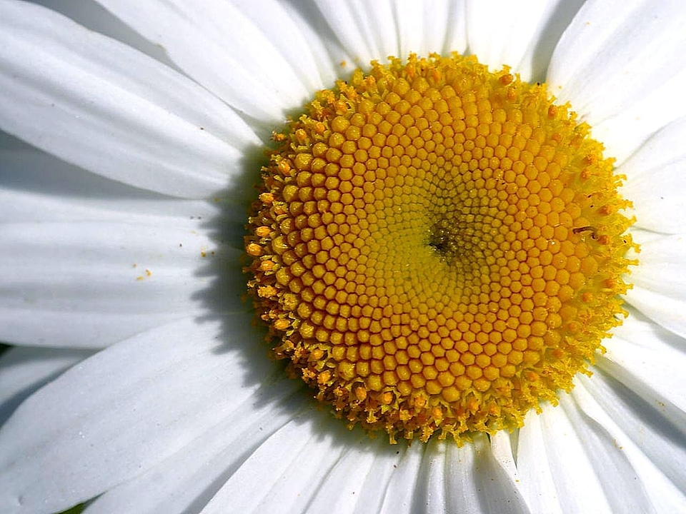 Blossom close-up daisy