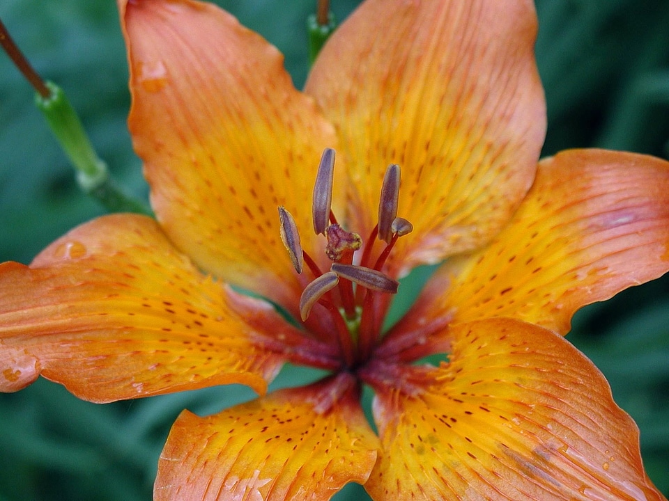 Blossom lily orange