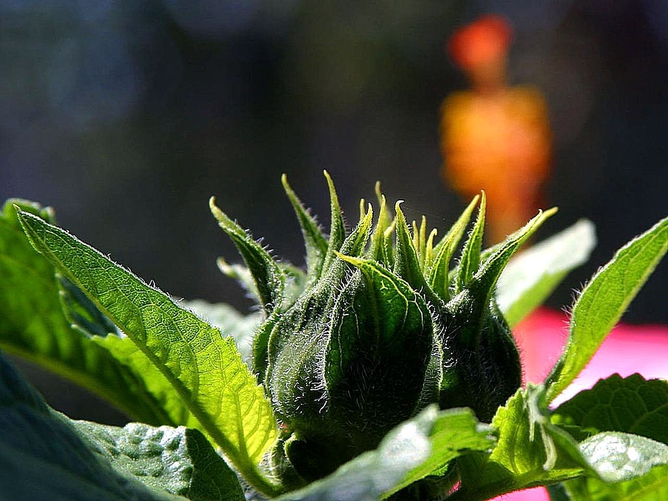 Crops greenery 