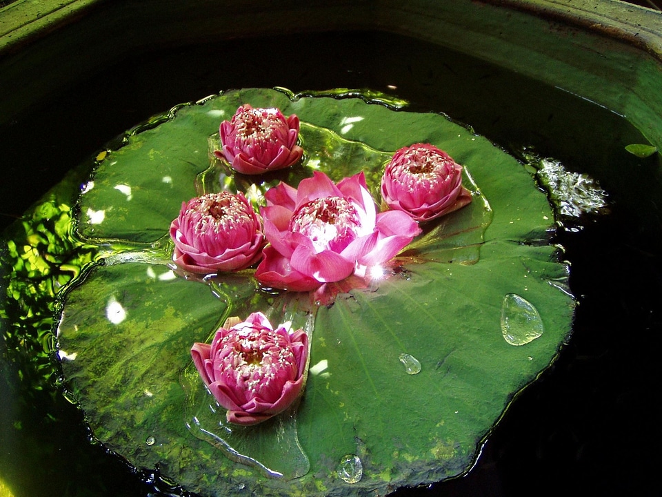 Blossoming lily lily pad