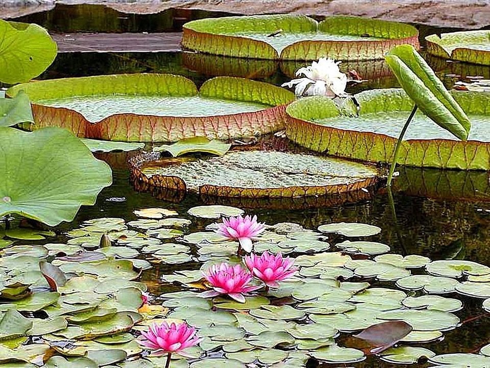 Lily lily pad water