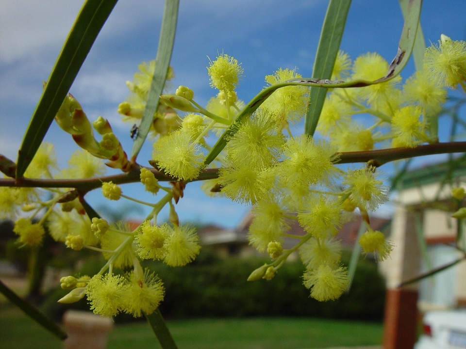 Acacia Pycnantha blossoming plant