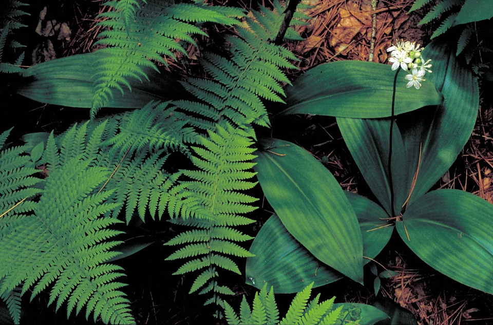 Clintonia Andrewsiana lily 