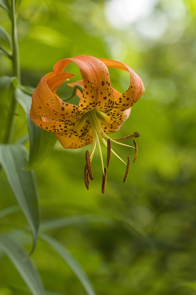Blossoming close lily