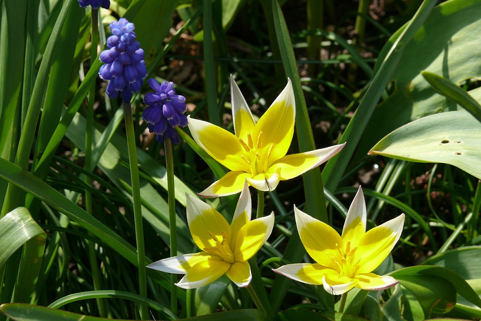 Yellow blue spring
