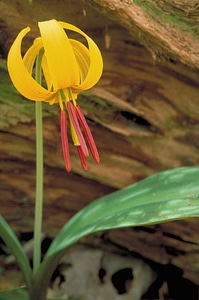 Blossoming lily red