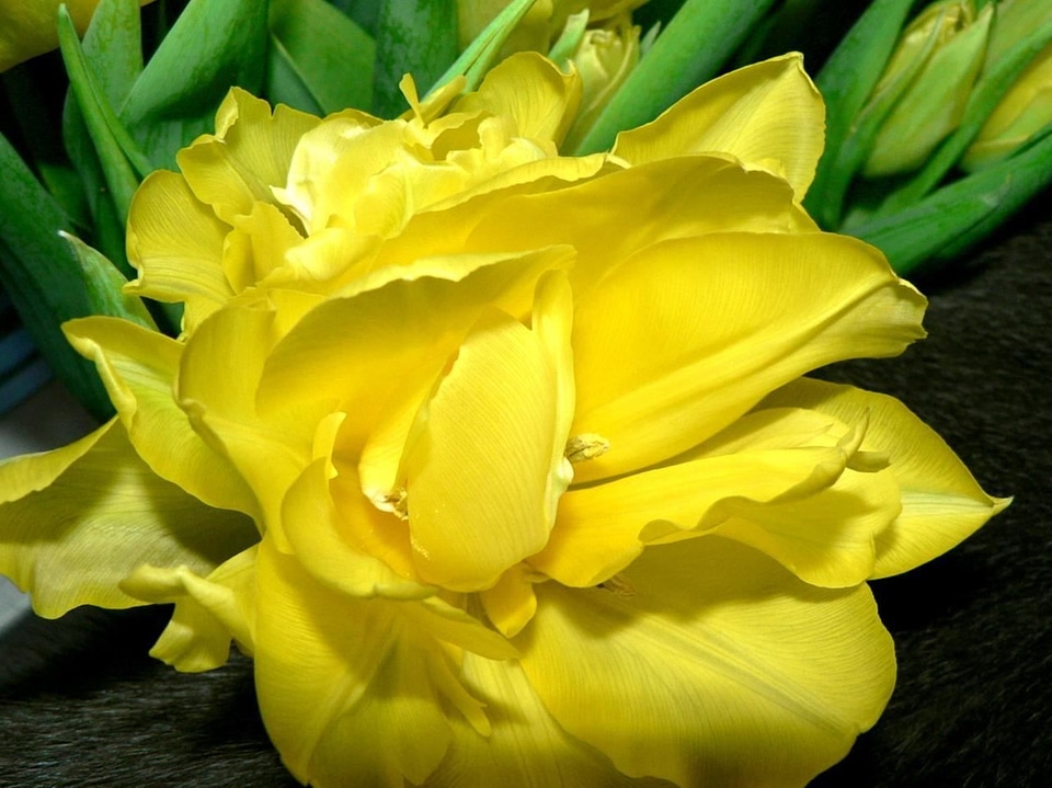Feather tulip yellow