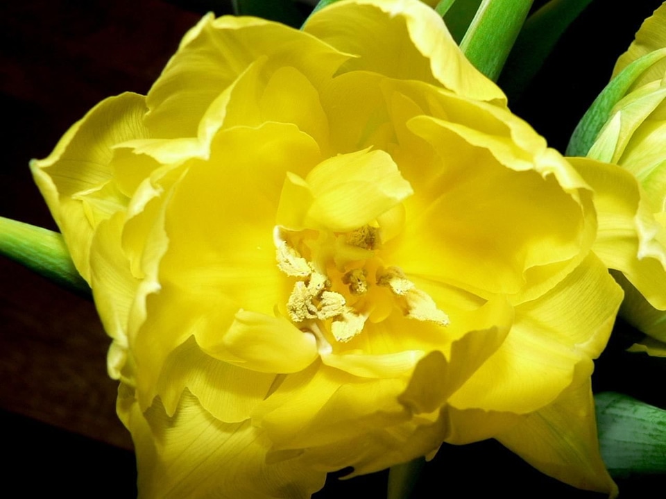 Bloom estate tulip