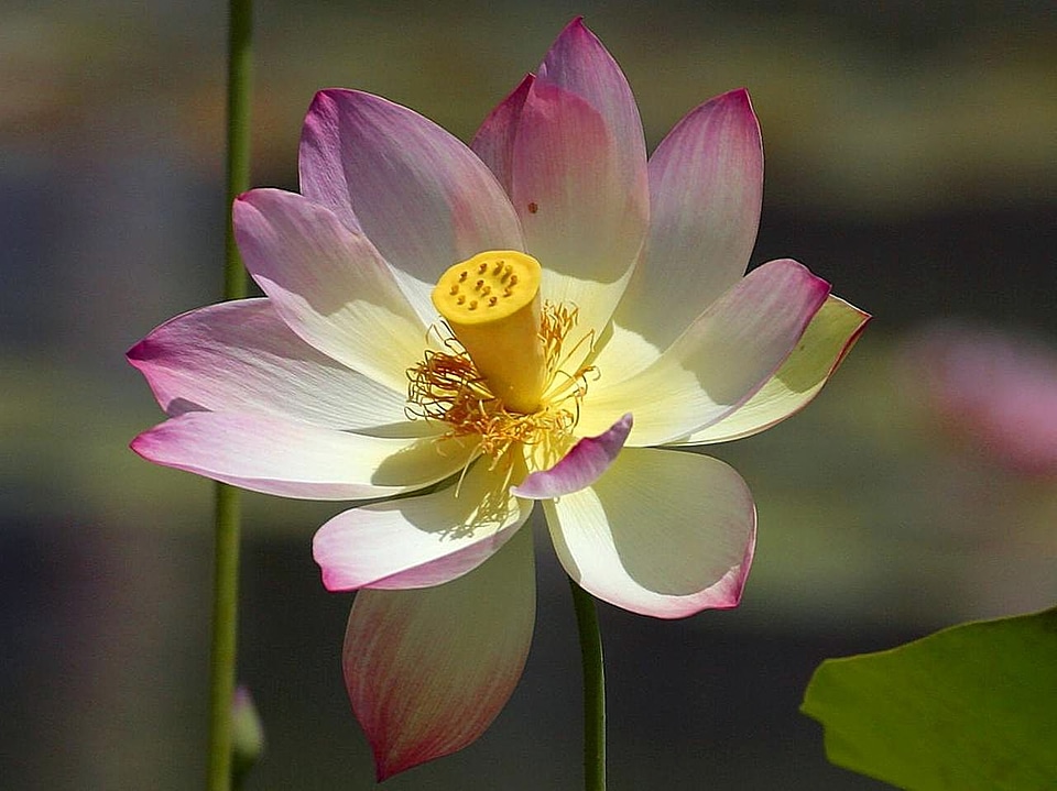 Blossoming flowers lotus