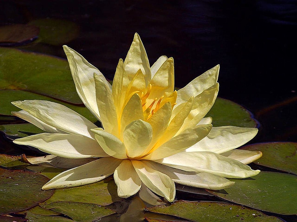 Blossom blossoming lotus