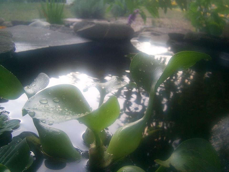 Fish lily lily pad