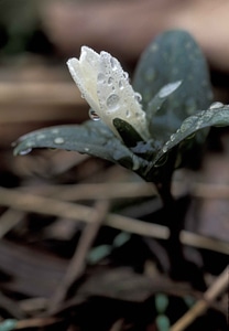 Beads blossoming leaves