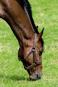 Horse head animal mammal photo