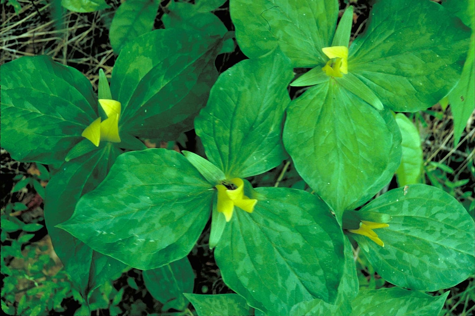 Greenery leaves trillium