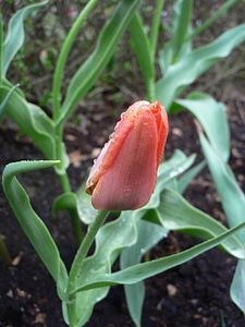 Blossom feather orange