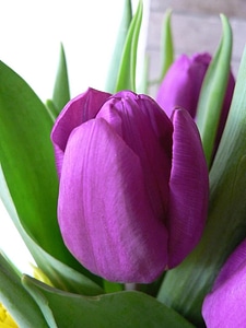 Tulip viola 
