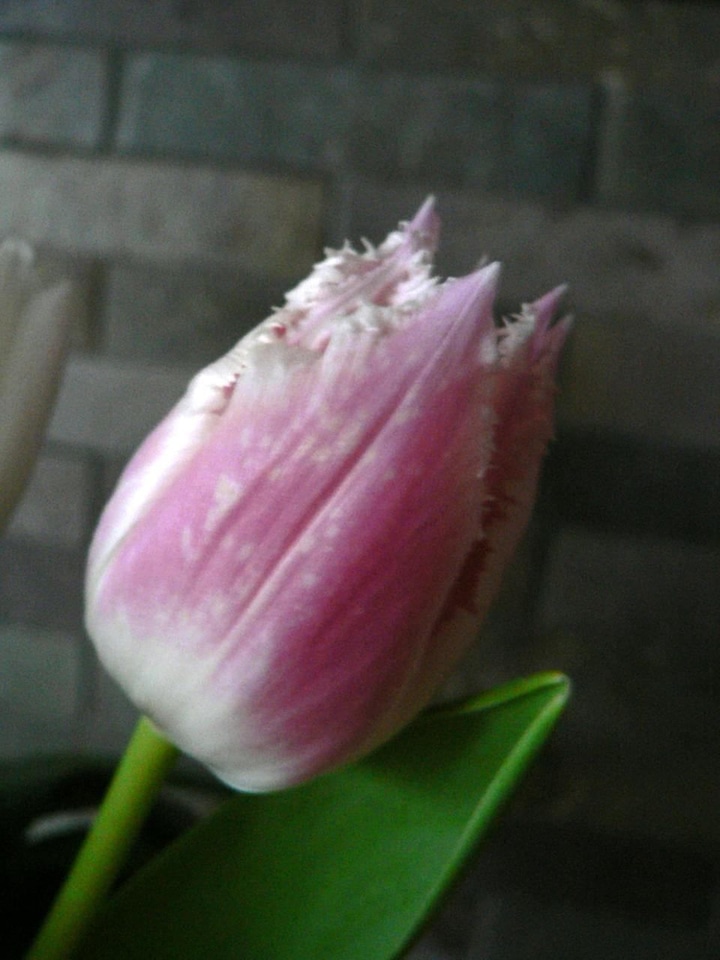 Blossom pink tulip