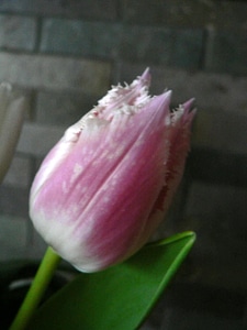 Blossom pink tulip