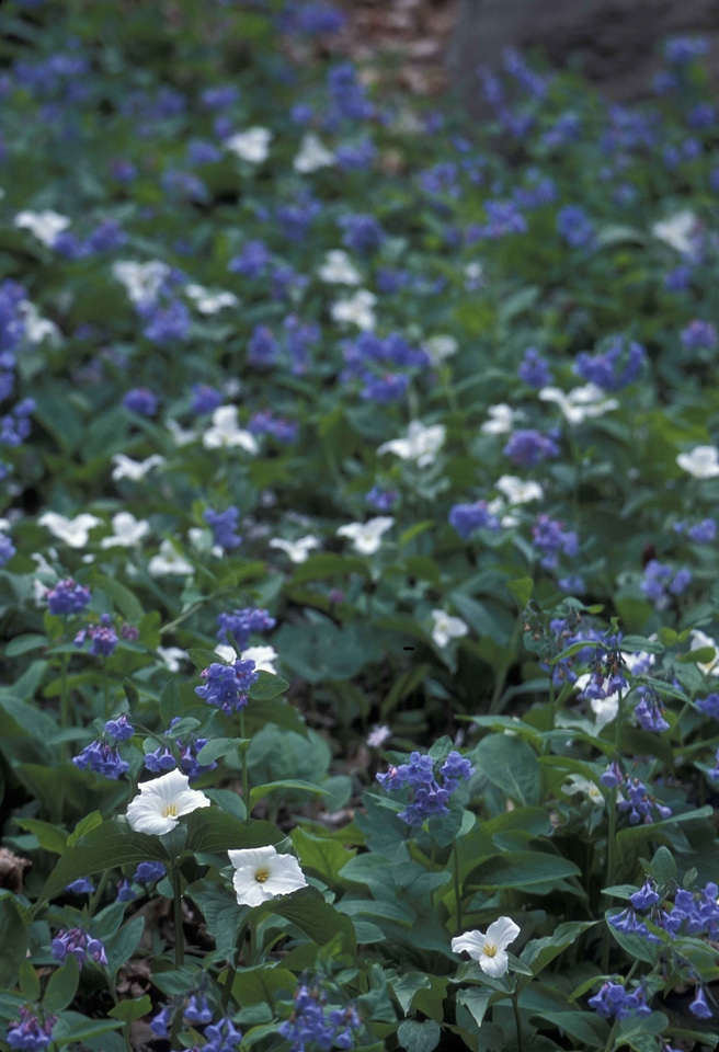 Blossom blue crescent