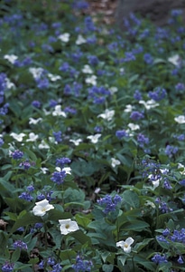 Blossom blue crescent