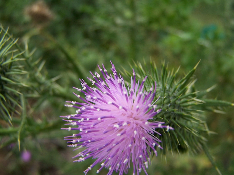 Blossom Dipsacus fullonum 