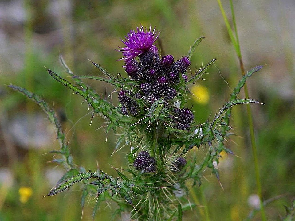 Crops Dipsacus fullonum plant