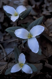 Blossoming close flowers