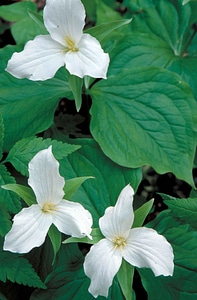 Close close-up greenery