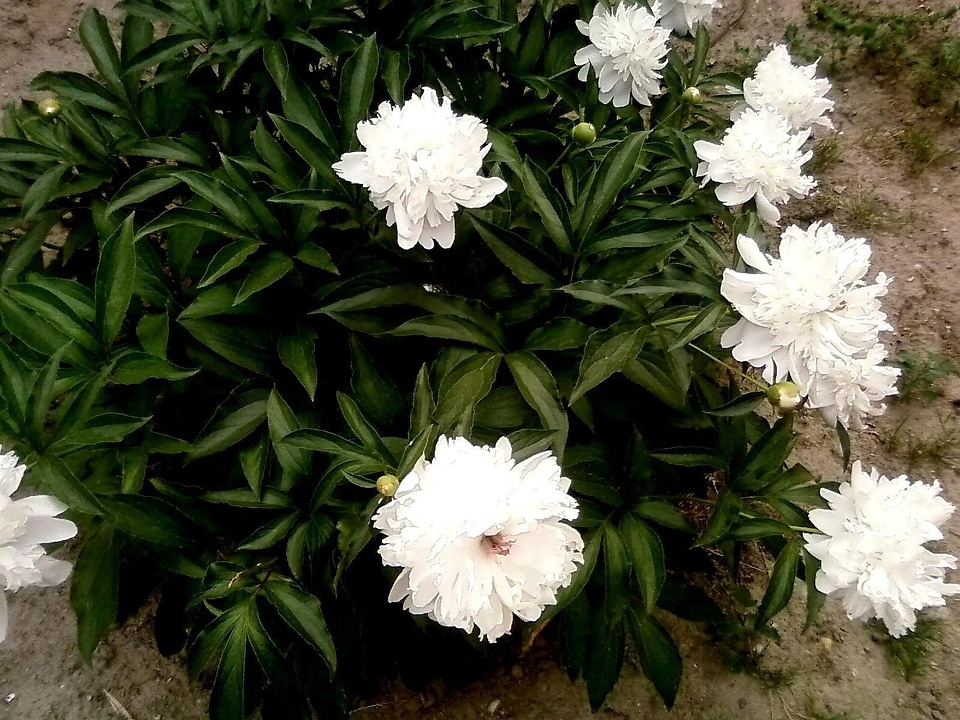 Beautiful flowers peony