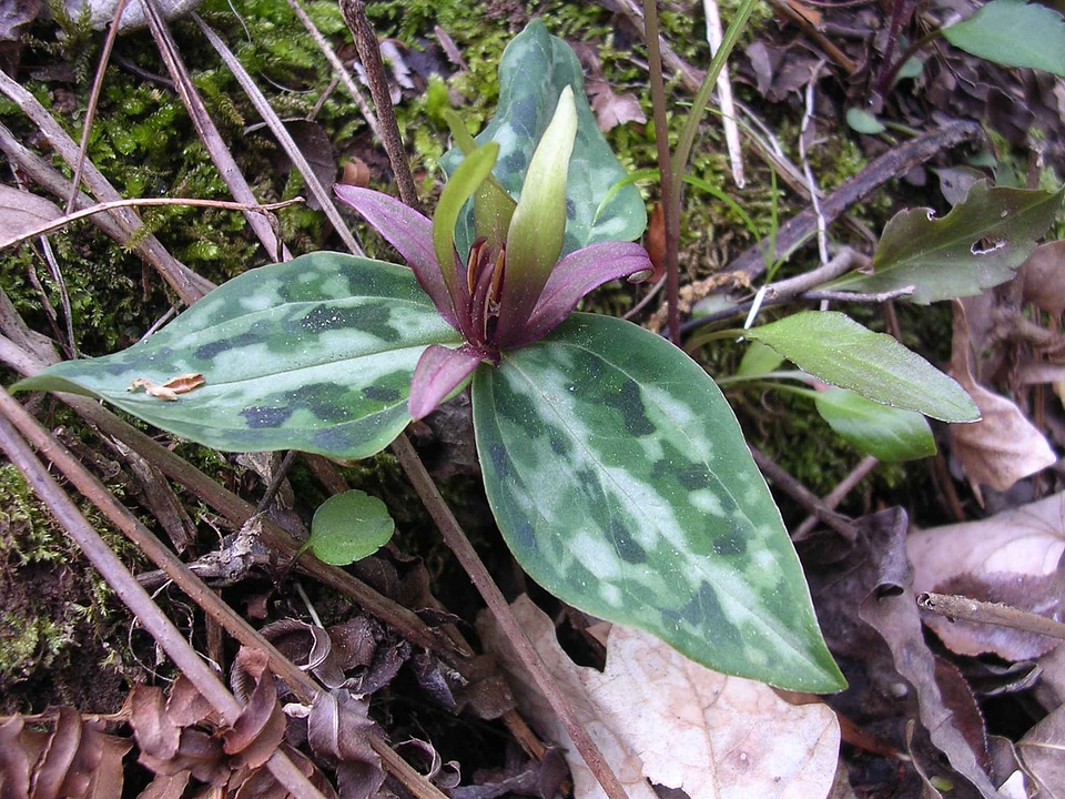 Plant relict trillium